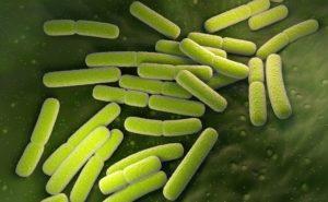 אי - קולי. תאי חיידק Escherichia coli, דלקת קיבה התסמינים ובקטריה
